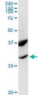 Anti-POMC antibody produced in rabbit purified immunoglobulin, buffered aqueous solution