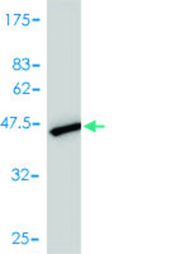 Monoclonal Anti-UBE2N antibody produced in mouse clone 4C11-G11, purified immunoglobulin, buffered aqueous solution