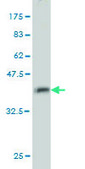 Monoclonal Anti-GMPS antibody produced in mouse clone 1D10, purified immunoglobulin, buffered aqueous solution