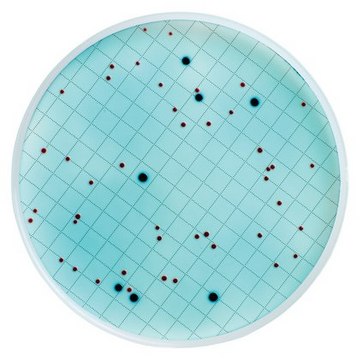 m-ColiBlue24 Broth ready-to-use, ampule of 2&#160;mL, suitable for microbiology, for Escherichia spp., for coliforms