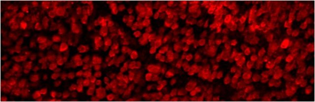 抗-RBPMS抗体 from rabbit, purified by affinity chromatography