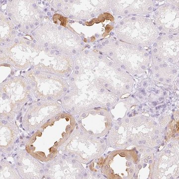 Anti-TAF1L antibody produced in rabbit Prestige Antibodies&#174; Powered by Atlas Antibodies, affinity isolated antibody, buffered aqueous glycerol solution