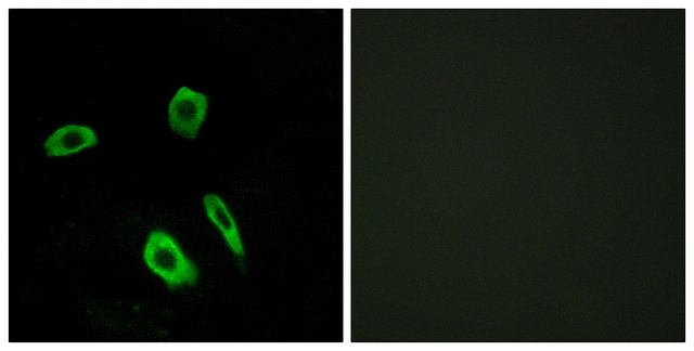 Anti-EDG7 antibody produced in rabbit affinity isolated antibody