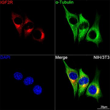 Anti-Cation-independent M6PR (IGF2R) Antibody, clone 4J4A3, Rabbit Monoclonal