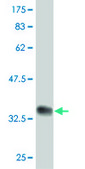 Monoclonal Anti-PAXIP1 antibody produced in mouse clone 4C11, purified immunoglobulin, buffered aqueous solution