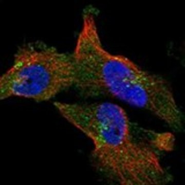 Anti-CFAP58 antibody produced in rabbit Prestige Antibodies&#174; Powered by Atlas Antibodies, affinity isolated antibody, buffered aqueous glycerol solution