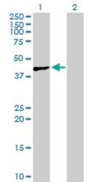 Anti-ACTL7A antibody produced in mouse purified immunoglobulin, buffered aqueous solution