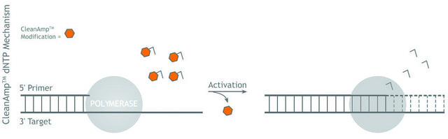 CleanAmp&#8482; dNTP Modified dNTP set for hot-start PCR, 2 &#956;mol of each dNTP