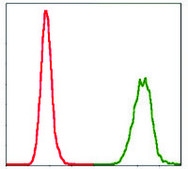 Monoclonal Anti-NEDD8 antibody produced in mouse clone 5B8, purified immunoglobulin, buffered aqueous solution