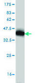 Monoclonal Anti-TXN antibody produced in mouse clone 6C10, purified immunoglobulin, buffered aqueous solution