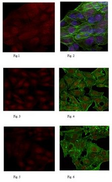 Anti-FANCM Antibody, clone CV5.1 clone CV5.1, 0.5&#160;mg/mL, from mouse