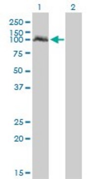 Monoclonal Anti-NPAS2 antibody produced in mouse clone 6C9, ascites fluid