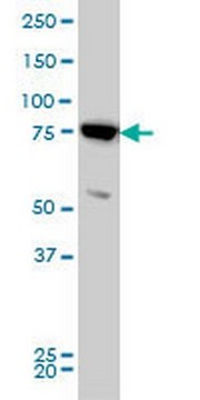 Anti-MFN2 Mouse mAb (4H8) liquid, clone 4H8, Calbiochem&#174;