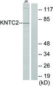 Anti-KNTC2 antibody produced in rabbit affinity isolated antibody