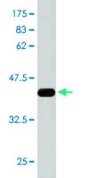 Monoclonal Anti-RPS6KA6 antibody produced in mouse clone 3E2, ascites fluid, solution