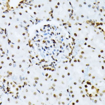 Anti-Phospho-ATF2-T69/71 antibody produced in rabbit