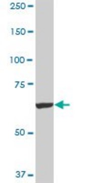 Monoclonal Anti-FBXO42 antibody produced in mouse clone 2F10, purified immunoglobulin, buffered aqueous solution