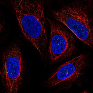 Anti-CEP19 antibody produced in rabbit Prestige Antibodies&#174; Powered by Atlas Antibodies, affinity isolated antibody