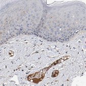 Anti-MAMDC2 antibody produced in rabbit Prestige Antibodies® Powered by Atlas Antibodies, affinity isolated antibody, buffered aqueous glycerol solution, Ab2