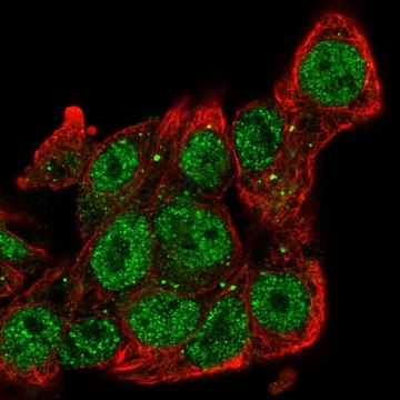 Anti-SIAH2 antibody produced in rabbit Prestige Antibodies&#174; Powered by Atlas Antibodies, affinity isolated antibody