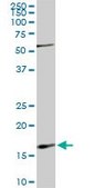 Monoclonal Anti-RHEB antibody produced in mouse clone 2C11, purified immunoglobulin, buffered aqueous solution