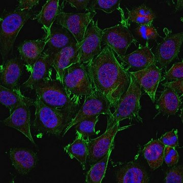 Anti-AXL (UFO) Antibody from rabbit, purified by affinity chromatography