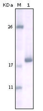 Monoclonal Anti-DDR2 antibody produced in mouse clone 3B11E4, ascites fluid