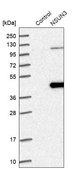 Anti-NSUN3 antibody produced in rabbit Prestige Antibodies® Powered by Atlas Antibodies, affinity isolated antibody, buffered aqueous glycerol solution