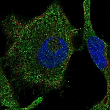 Anti-RAB42 antibody produced in rabbit Prestige Antibodies&#174; Powered by Atlas Antibodies, affinity isolated antibody