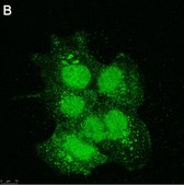 Anti-SIRT6 Antibody, clone 1O6 ZooMAb® Rabbit Monoclonal recombinant, expressed in HEK 293 cells