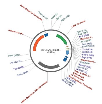 PSF-CMV-NH2-HIS-EKT-NCOI - N-TERMINAL HIS TAG PLASMID plasmid vector for molecular cloning