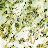 Anti-phospho-MLK1/2 (pThr312/266) antibody produced in rabbit affinity isolated antibody