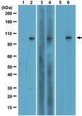 Anti-Phospho-Stat1 (Tyr701) Antibody, clone 5C9.2 clone 5C9.2, from mouse