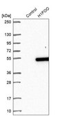 Anti-H1FOO antibody produced in rabbit Prestige Antibodies® Powered by Atlas Antibodies, affinity isolated antibody, buffered aqueous glycerol solution