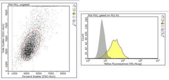 Anti-LOX-1 Antibody, clone 15C4 clone 15C4, from mouse