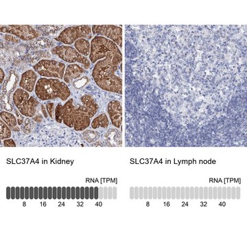 Anti-SLC37A4 antibody produced in rabbit Prestige Antibodies&#174; Powered by Atlas Antibodies, affinity isolated antibody, buffered aqueous glycerol solution