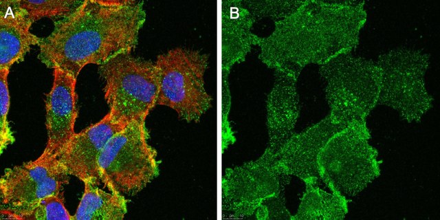 Anti-TfR1 (CD71) Antibody purified antibody, clone 3F3-FMA, from mouse