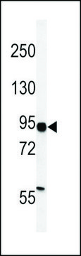 ANTI-HIF1ALPHA(C-TERMINAL) antibody produced in rabbit purified immunoglobulin, buffered aqueous solution