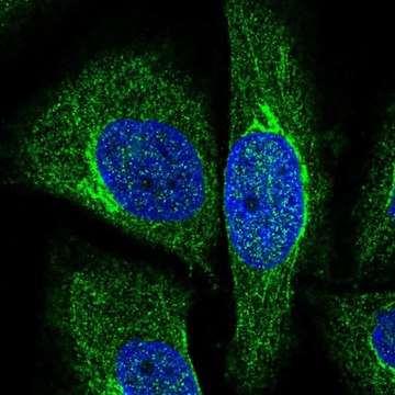 Anti-NRIP3 antibody produced in rabbit Prestige Antibodies&#174; Powered by Atlas Antibodies, affinity isolated antibody