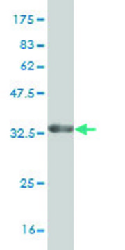 Monoclonal Anti-STMN2 antibody produced in mouse clone 1C6, purified immunoglobulin, buffered aqueous solution