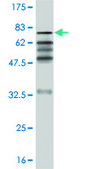 Monoclonal Anti-ZNF24 antibody produced in mouse clone 2G5, purified immunoglobulin, buffered aqueous solution