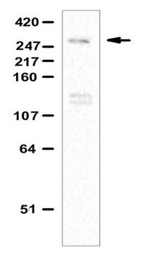 抗-Ash1L抗体 from rabbit, purified by affinity chromatography