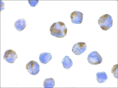 Anti-NALP1 antibody produced in rabbit affinity isolated antibody, buffered aqueous solution