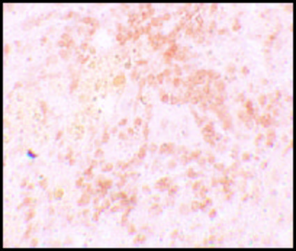 Anti-HVCN1 antibody produced in rabbit affinity isolated antibody, buffered aqueous solution