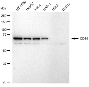 Anti CD89 Antibody, clone 23GB5385, Rabbit Monoclonal clone 23GB5385, recombinant rabbit monoclonal, expressed in HEK293 cells