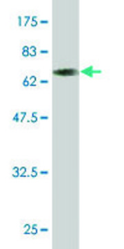 Monoclonal Anti-TOB2 antibody produced in mouse clone 2F2-1A7, purified immunoglobulin, buffered aqueous solution