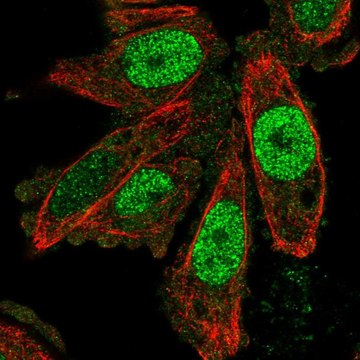 Anti-SCAND1 antibody produced in rabbit Prestige Antibodies&#174; Powered by Atlas Antibodies, affinity isolated antibody