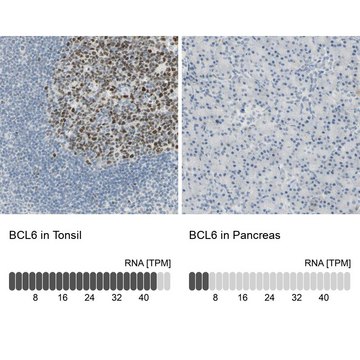 Anti-BCL6 antibody produced in rabbit Prestige Antibodies&#174; Powered by Atlas Antibodies, affinity isolated antibody, buffered aqueous glycerol solution