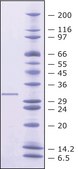 Enterokinase from bovine intestine BioUltra, recombinant, expressed in E. coli, ≥20 units/mg protein, ≥95% (SDS-PAGE)