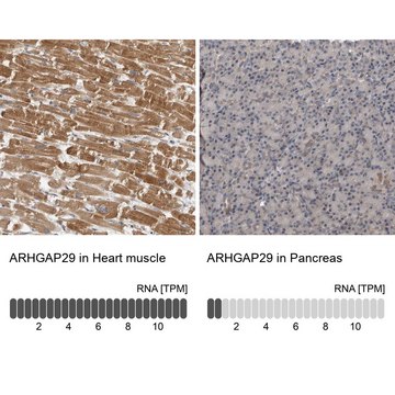 Anti-ARHGAP29 antibody produced in rabbit Prestige Antibodies&#174; Powered by Atlas Antibodies, affinity isolated antibody, buffered aqueous glycerol solution